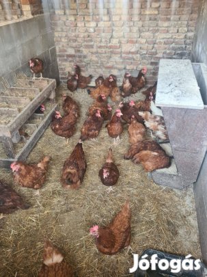 Vörös tojó tyúkok