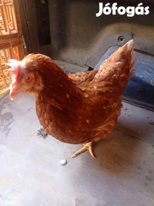 Vörös tojó tyúkok