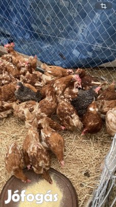 Vörös tojó tyukok