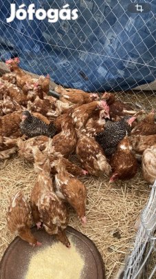 Vörös tojó tyukok 