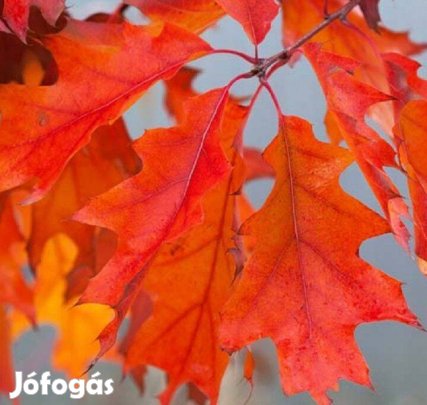 Vörös tölgy csemete