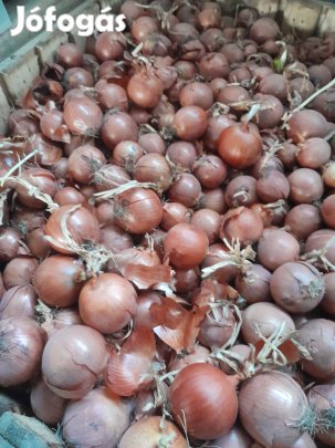 Vöröshagyma eladó termelötöl