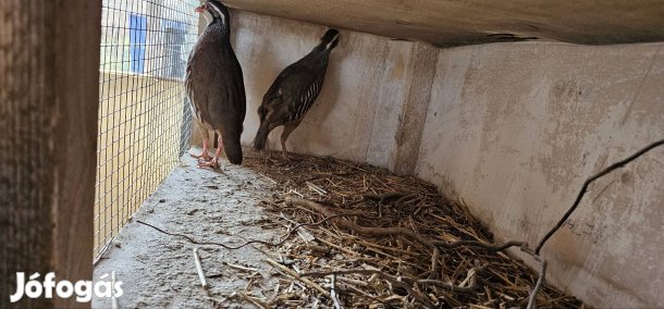 Vöröslábú fogoly pár 