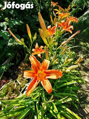 Vöröslő sásliliom (Hemerocallis fulva) konténeres növények, sás liliom