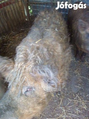 Vörösmangalica kan eladó