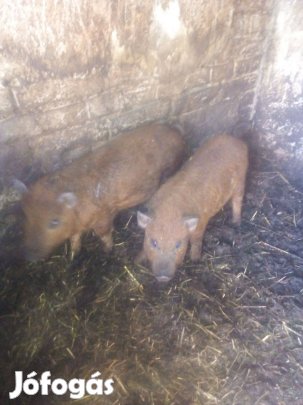 Vörösmangalica malacok eladók