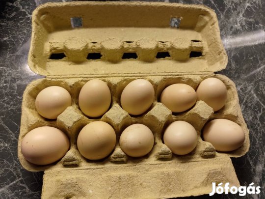 Vorwerk keltetni való tojás