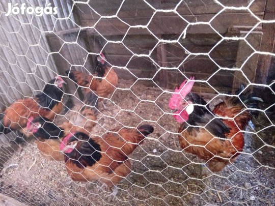 Vorwerk tenyész pár eladó