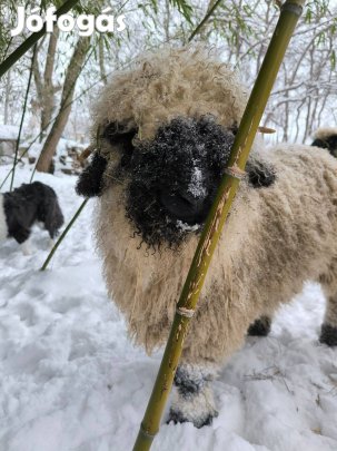 Wallisi Feketeorrú jerke bárány eladó!