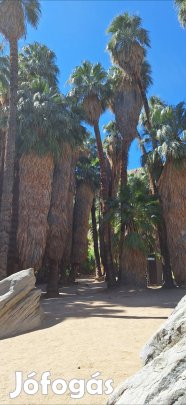 Washingtonia filifera pálma