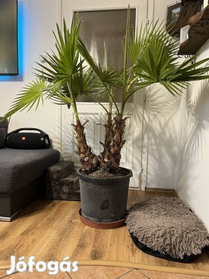 Washingtonia pálma - 3 törzs, 45cm kaspóban