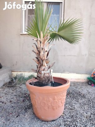 Washingtonia pálma eladó