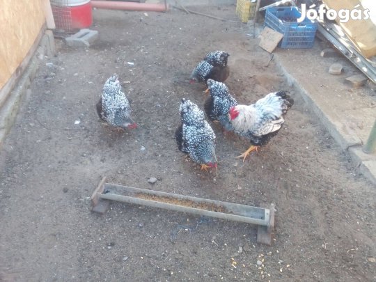 Wayandotte csapattól keltetni való tojás eladó