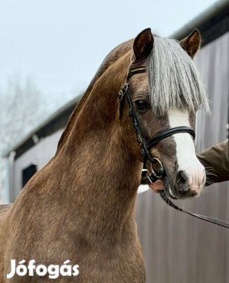 Welsh B póni fedezőmén