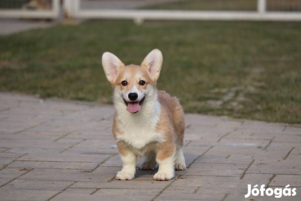 Welsh Corgi Pembroke kisfiú törzskönyvvel