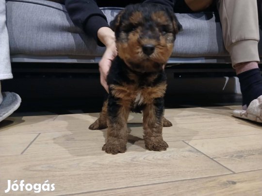 Welsh terrier jellegű kölykök örökbefogadhatók