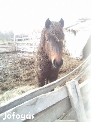 Welsz kancacsiko gyerekeknek