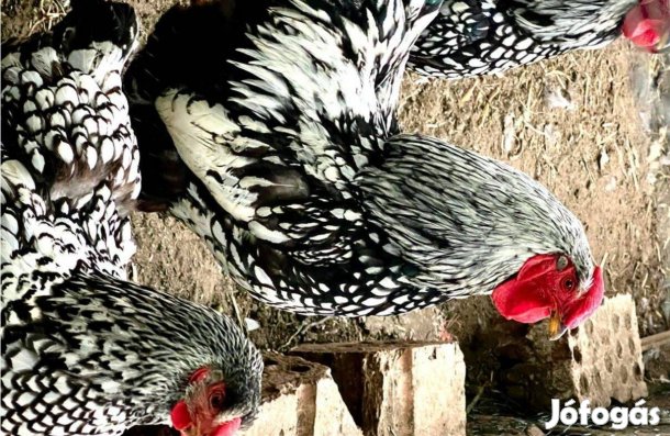 Wyandotte kakasok eladók
