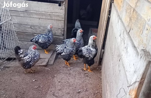 Wyandotte keltetni való tojás eladó