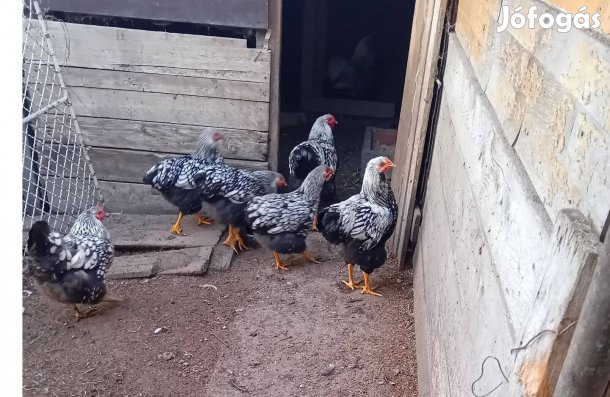 Wyandotte tenyész csapat eladó