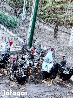 Wyandotte tojás keltetésre