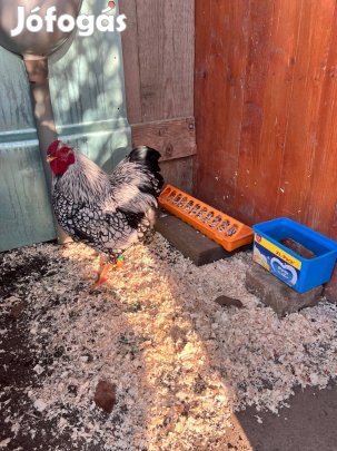 Wyandotte törpe zártgyűrűs kakas