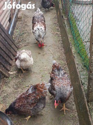 Wyandotte tyúk tojás eladó 