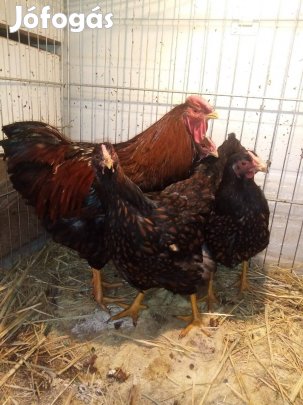 Wyandotten családok eladók