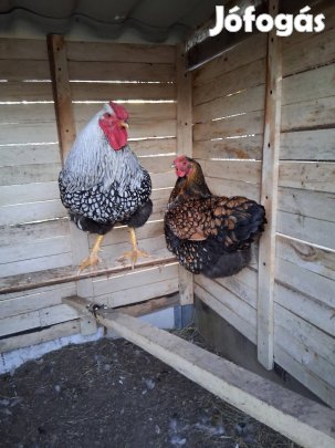 Wyandotten ezüst kakas,arany tyúkkal