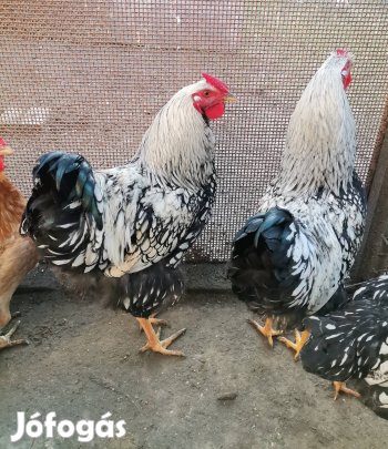 Wyandotten ezüst szegett kakasok 
