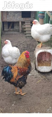 Wyandotten fehér tyúk és Gsg kakas .