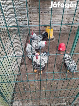 Wyandotten kakasok eladók