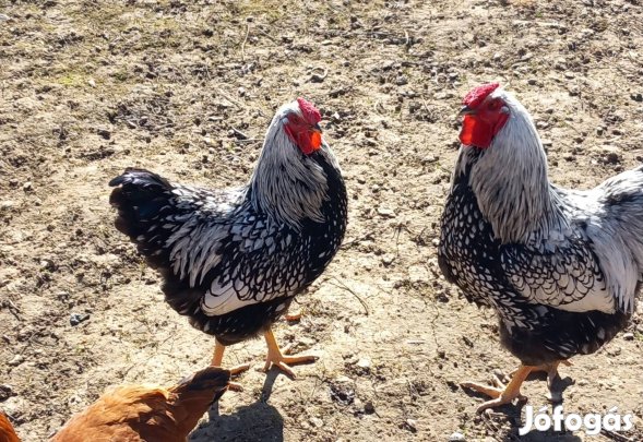 Wyandotten kakasok eladók !