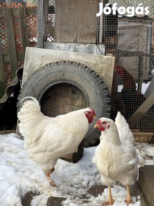 Wyandotten par elado