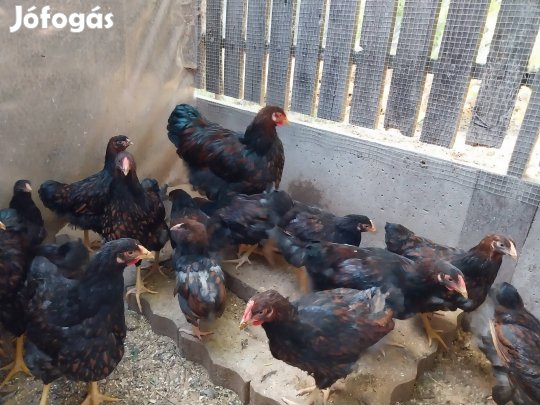 Wyandotten,plymouth rock,kendermagos és sussex magvas tojás eladó