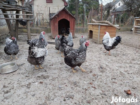 Wyandotten tenyész tojások eladóak!