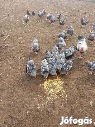 Wyandotten tenyésztojás eladó