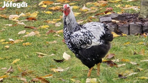 Wyandotten tojás keltetésre Zsámbékról gurulna