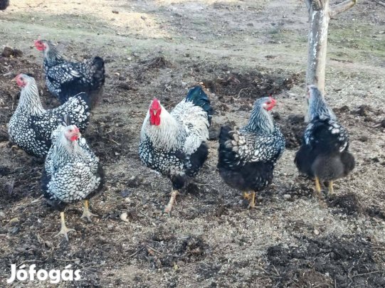 Wyandotten tojás keltetésre eladó!