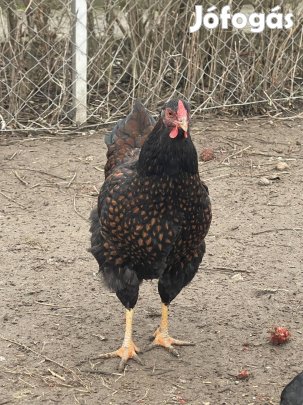 Wyandottte fekete arany 