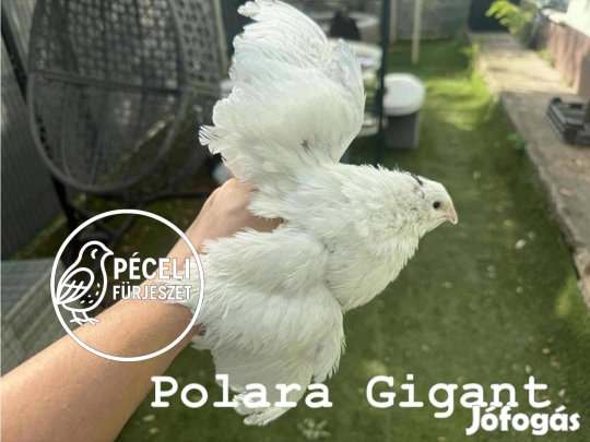 XL polara fürj tojás keltetésre