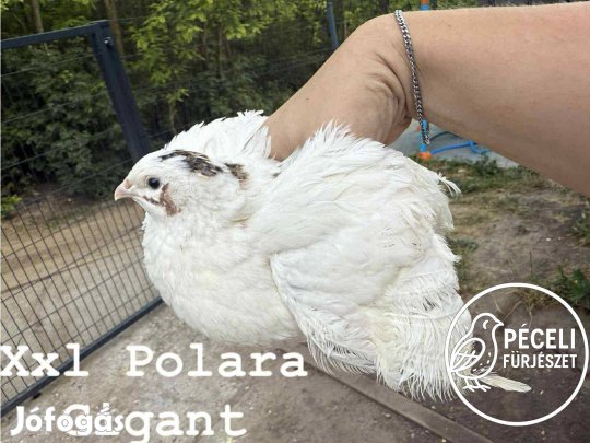 XXL polara fürj tojás keltetésre