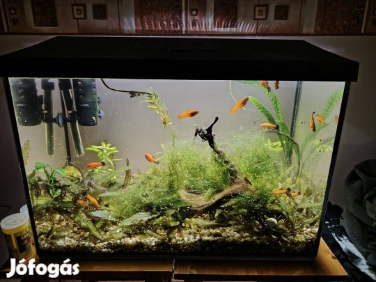 Xifo-platti hibrid halak