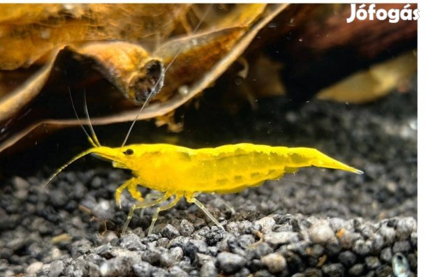 Yellowfire neon garnéla