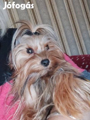 York i kiskutya eladó erdeklödni 0630475 9758