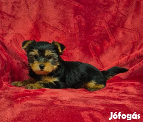 Yorki , yorkshire terrier kislány !