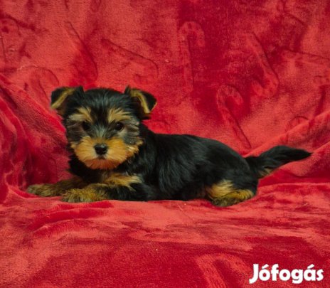 Yorki , yorkshire terrier kislány !