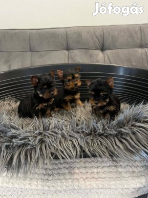 Yorki kis lány kiskutyák