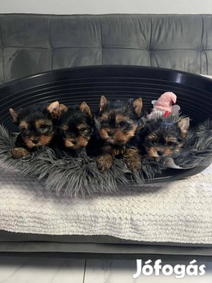 Yorki kisfiú kiskutyák