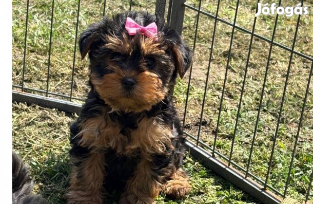Yorki yorkshire terrier fajtatiszta jellegű